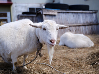 Fototapeta premium ヤギ