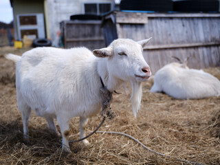 Obraz premium ヤギ