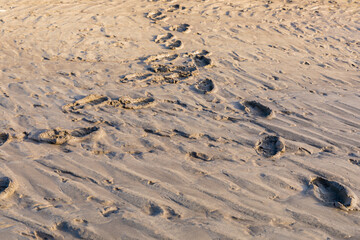 footprints in the mud