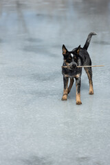 happy dog holding a stick in her mount while standing on a frozen lake