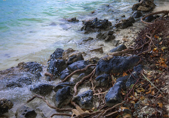 seaside rrots, leafs and stones