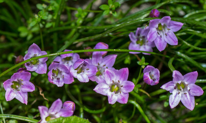 Brimeura fastigiata, giacinto