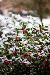 red and white