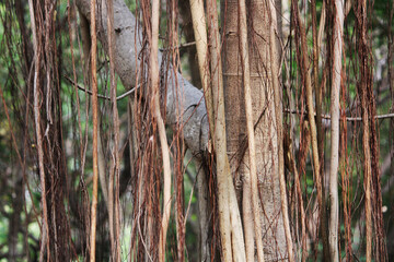 A beautiful close-up view of wild tree roots.