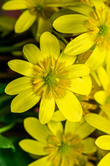 Spring flowers in the garden.