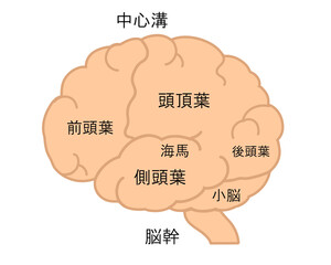 脳　名称　線無し