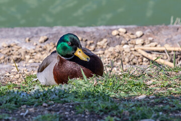 Male wild duck, mallard, drake, resting on the shore, sleeping in sun. Scientific name Anas platyrhynchos. Topic - animal protection, hunting and advertising of goods for hunting.