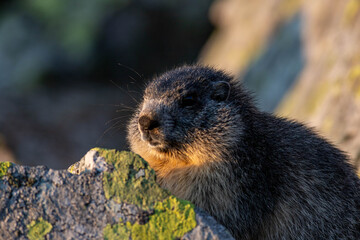 marmotta all'alba