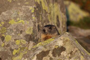 marmotta curiosa