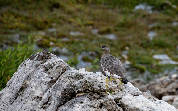pernice bianca in abito estivo tra le rocce