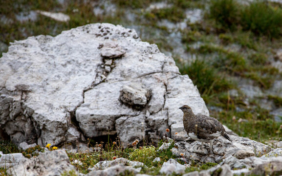 pernice bianca in abito estivo tra le rocce