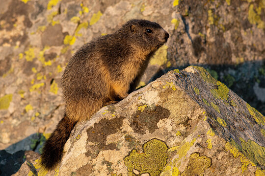 Pietre 이미지 찾아보기 13,337 스톡 사진, 벡터 및 비디오 Adobe Stock