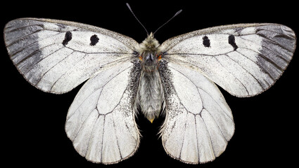 The clouded Apollo Parnassius mnemosyne is a butterfly species of the family of swallowtail butterflies (Papilionidae). Dorsal view of isolated white swallowtail butterfly on black background.