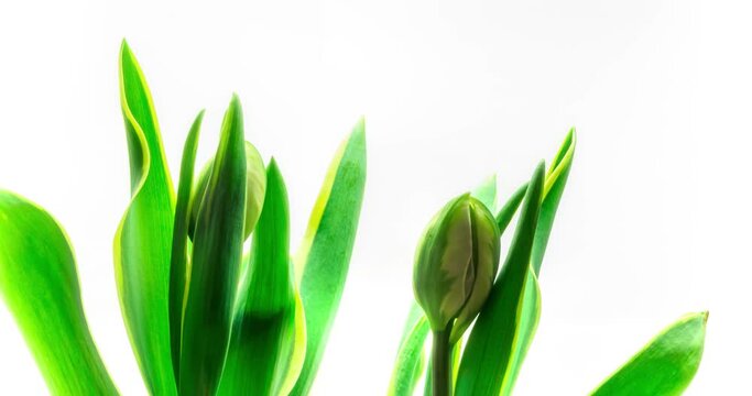 Beautiful Timelapse of pink tulip flowers blooming on white background. Close up of Growing Flower buds. Wedding backdrop, Happy Mothers Day, Valentine's Day, easter, 4k