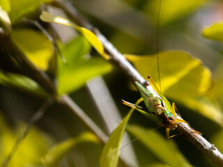 Locust in the wild 2