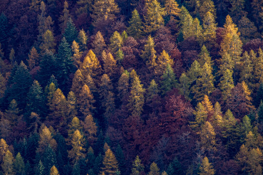 texture autunnale