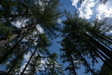 The trees that rise towards the blue sky full of clouds.