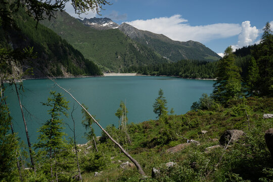 Splendid view of the Lago dei Cavalli, Alpe Cheggio. The teal water, the rich vegetation, the blue sky and the white clouds. A tree trunk falls diagonally.