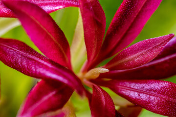 Spring flowers in the garden.
