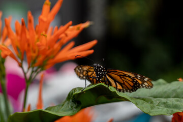 Fototapeta na wymiar Butterfly monarch