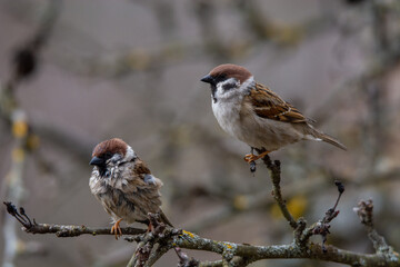 two  sparrows(Passer montanus) are sitting on a branch  , blured background