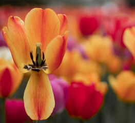 Obraz na płótnie Canvas Beautiful tulip