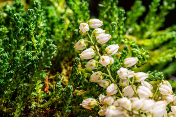 Spring flowers in the garden.