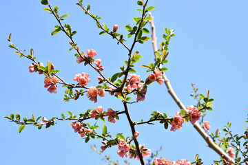 tree in bloom