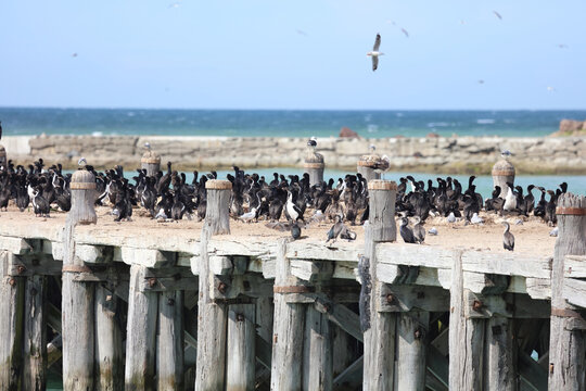 T&uuml;pfelscharbe / Spotted shag / Phalacrocorax punctatus
