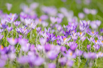 Obraz premium Crocuses