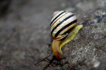 snail on a stone