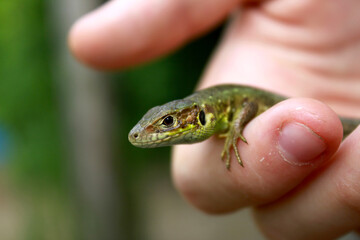 lizard on hand