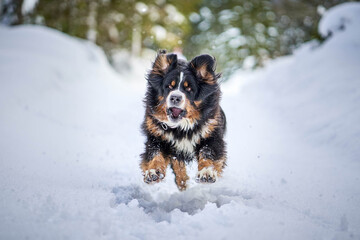 Bernese Mountain Dog