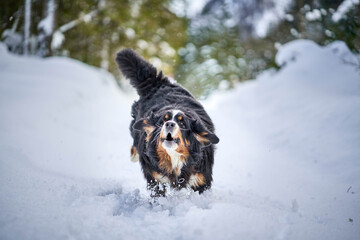 Bernese Mountain Dog
