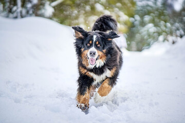Bernese Mountain Dog