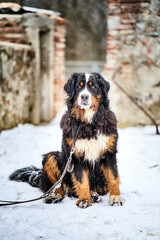 Bernese Mountain Dog