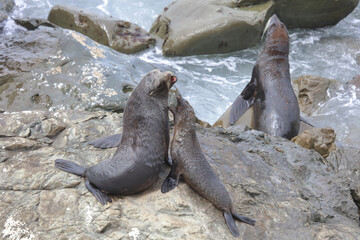 Neuseeländischer Seebär / New Zealand fur seal / Arctocephalus forsteri.