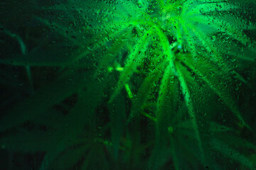 Cannabis bush behind a fogged-up window.After the summer rain.