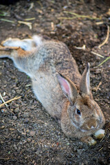 little brown rabbit lying on the ground