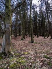 View of a forest surrounded by greenery in spring.