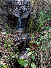 A water streams surrounded by greenery in the park.