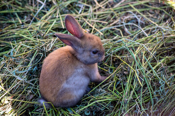 little brown rabbit sitting on the grass