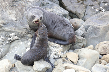 Neuseeländischer Seebär / New Zealand fur seal / Arctocephalus forsteri.