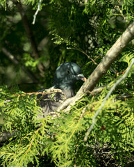 A pigeon sit in a tree in jena