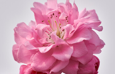 Beauty pink flower closeup.