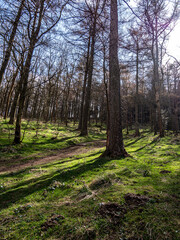 View of a forest surrounded by greenery in spring.