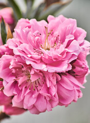 Beauty pink flower closeup.
