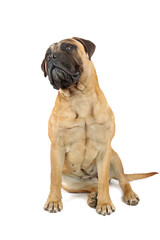 bullmastiff sitting on white background 