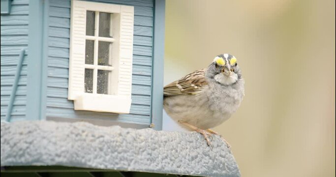 A male white throated sparrow perched on a suburban back yard safflower seed feeder in the east coast of North America. Yellow feathers on its brow above the eyes help identify this common song bird