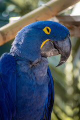 Big blue parrot with a huge beak